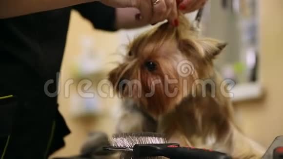 一位穿着特殊服装的女士职业美容师剪下约克郡的一只猎犬为一场美丽的展览一只小狗视频的预览图