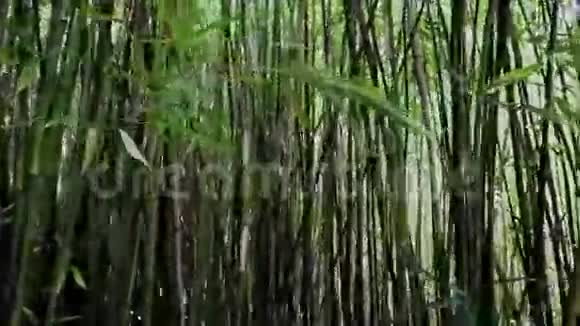 阳光闪烁的竹林视频的预览图