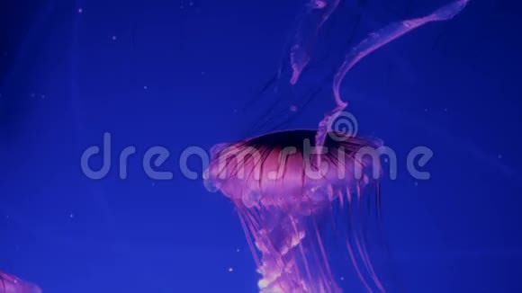 红色发光的水母在深蓝色的水里移动视频的预览图