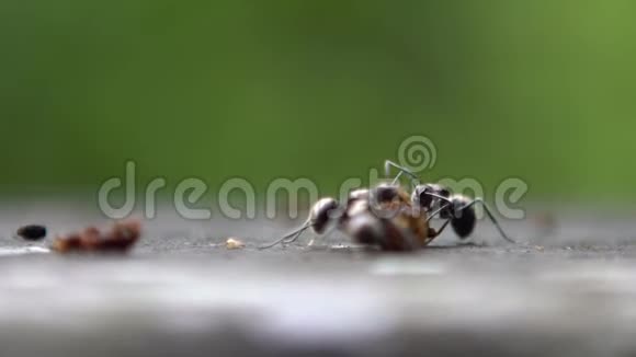 野生森林中大型慢动作群蚁攻击食毛毛虫视频的预览图