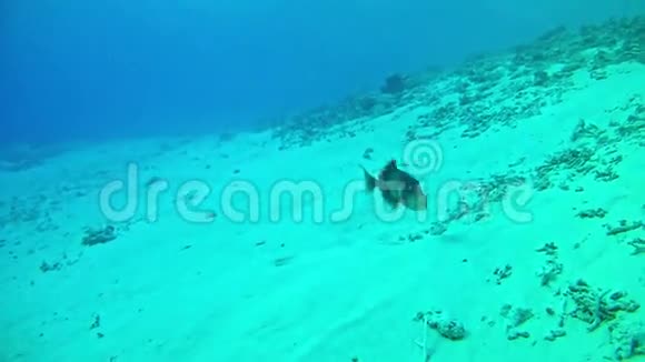 潜水马尔代夫三角鱼视频的预览图