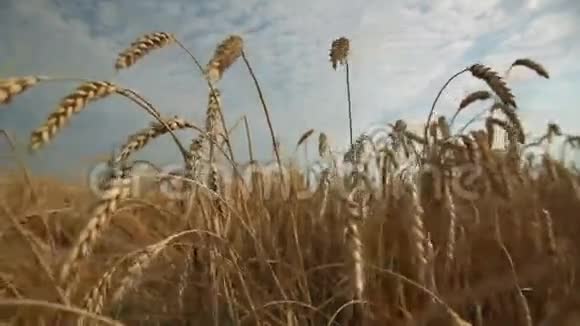 麦田和风景天空视频的预览图