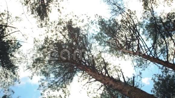树林的录音视频的预览图