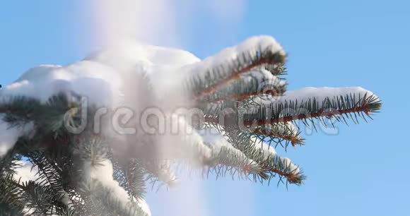 雪落在云杉上雪落在森林中的松枝上慢动作一枝云杉在阳光明媚的冬日里视频的预览图