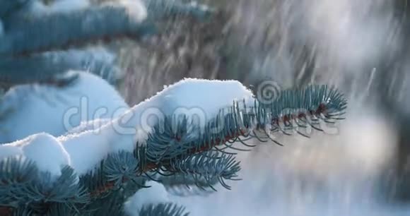 雪落在云杉上雪落在森林中的松枝上慢动作一枝云杉在阳光明媚的冬日里视频的预览图