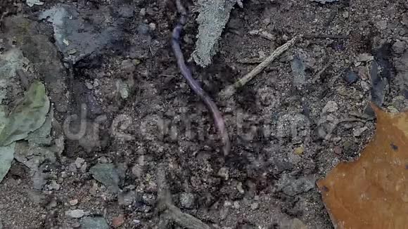 在热带雨林中携带蚯蚓的黑蚂蚁视频的预览图