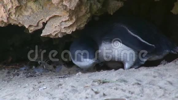 企鹅在洞穴里视频的预览图