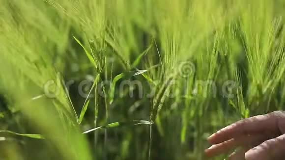 一只雌性的手用爱抚摸着绿色的麦穗视频的预览图