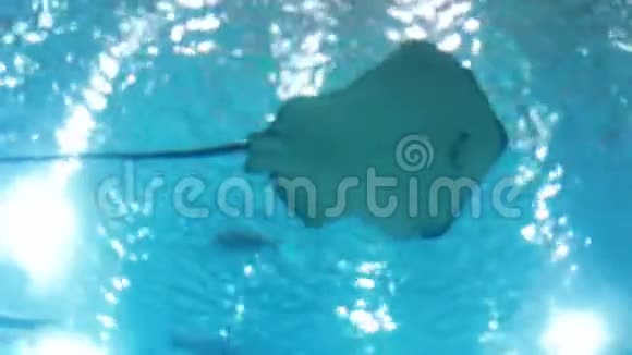 在动物园的大型水族馆里游泳的黄貂鱼鲨鱼和鱼的足迹视频的预览图