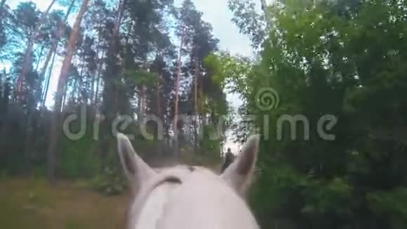 在森林的小路上骑着白马视频的预览图