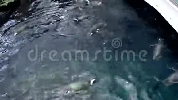 动物园里一群在水里游泳的企鹅视频的预览图