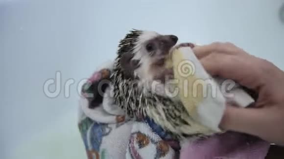 女性手臂用毛巾擦干宠物刺猬洗澡后视频的预览图