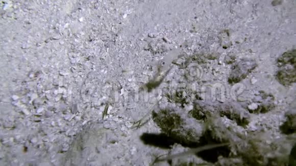 沙底透明清洁虾视频的预览图