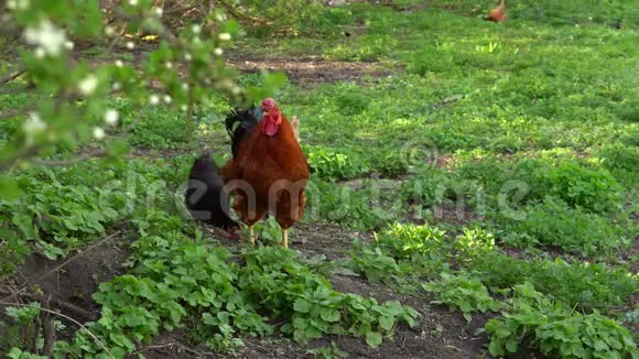 自由饲养的鸡要去谷仓视频的预览图