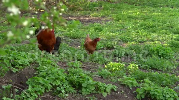 自由饲养的鸡要去谷仓视频的预览图