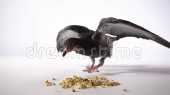 一只饥饿的小鸟在白色的背景上跑到谷物和燕麦4K视频的预览图
