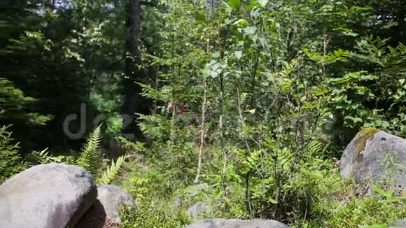 徒步旅行的女人背着背包在森林里徒步旅行吃野生覆盆子视频的预览图