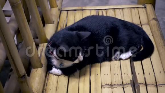 黑白猫躺在竹椅上视频的预览图