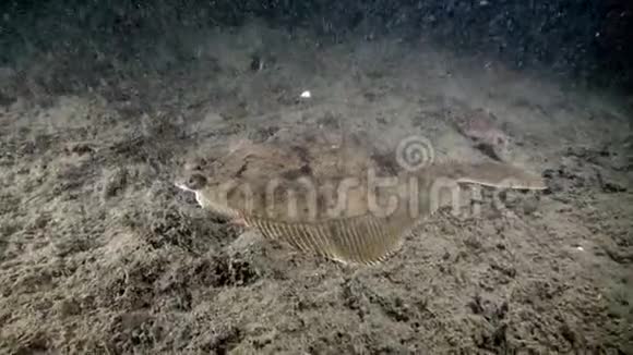 巴伦支海海底的半鱼视频的预览图