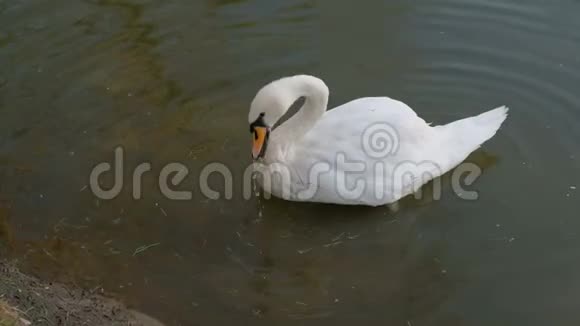 美丽的白天鹅红嘴在湖里游泳野生动物吃草喝干净的水视频的预览图