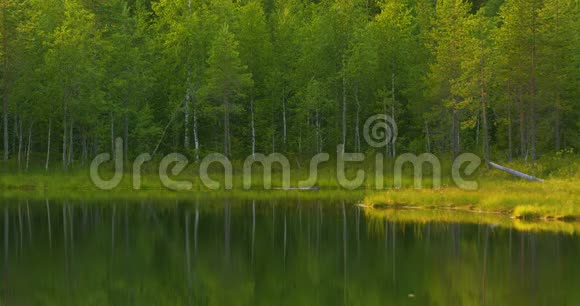 美丽的湖在绿色和茂盛的芬兰森林早晨视频的预览图