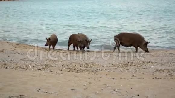 一群野猪正在海边寻找食物视频的预览图