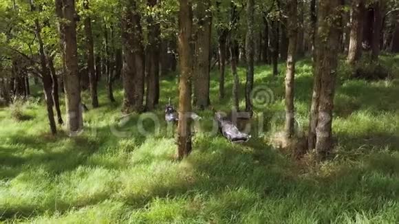 野生火鸡在橡树森林下午晚些时候新西兰4k足迹视频的预览图
