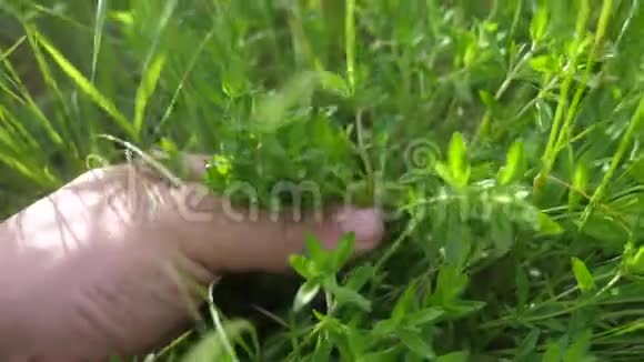 园丁园丁在花园里撕草晒绿男人的手触摸田野里的草视频的预览图