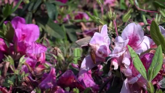 大黄蜂缓慢运动授粉美丽的花朵大黄蜂花视频的预览图