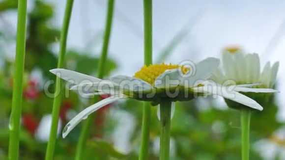 草地上美丽的雏菊视频的预览图