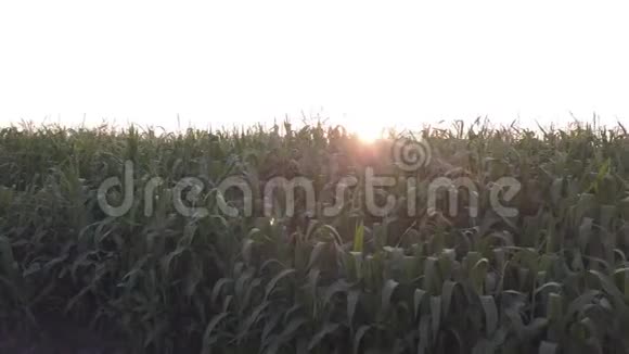夏收绿色玉米地鸟瞰图视频的预览图