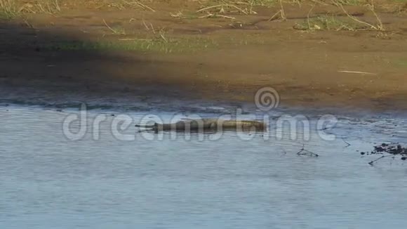 加拉尔鳄鱼加维亚利斯干戈提丘也被称为河中的加维尔视频的预览图