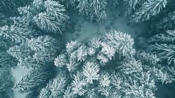 降雪中森林的高空俯视图视频的预览图