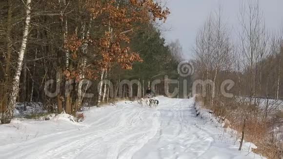 在乡村公路上训练雪橇犬视频的预览图