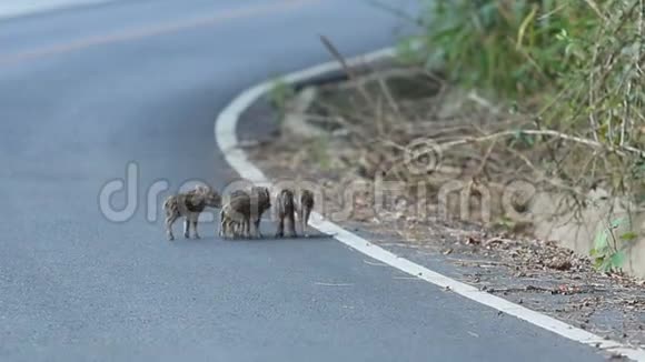 小野猪在khaoyai国家公园过马路时的拦路虎视频的预览图
