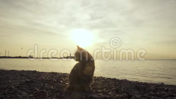 海边的猫在看海鸥视频的预览图