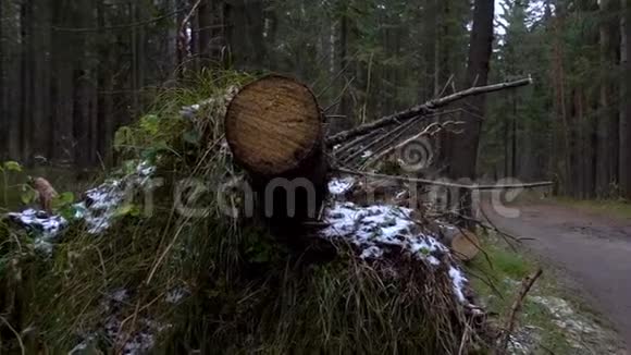 森林中倒下的松树视频视频的预览图