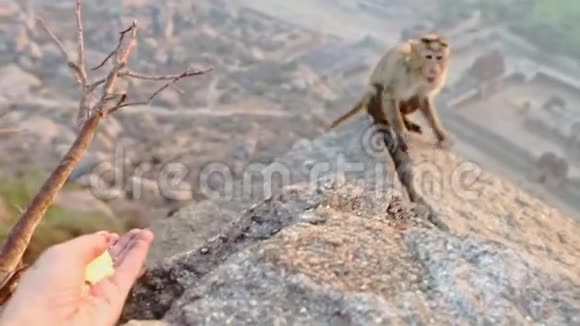 小灰猴用手吃白面包视频的预览图