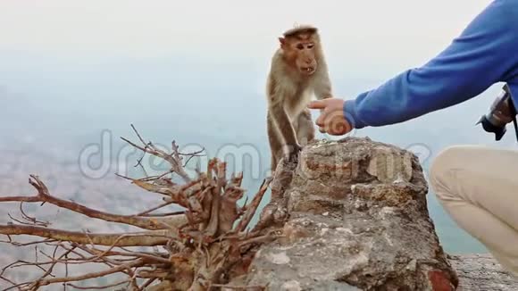 友好的猴子猫从摄影师手视频的预览图