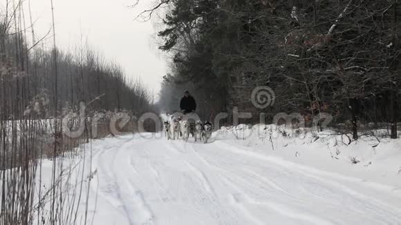 在乡村公路上训练雪橇犬视频的预览图
