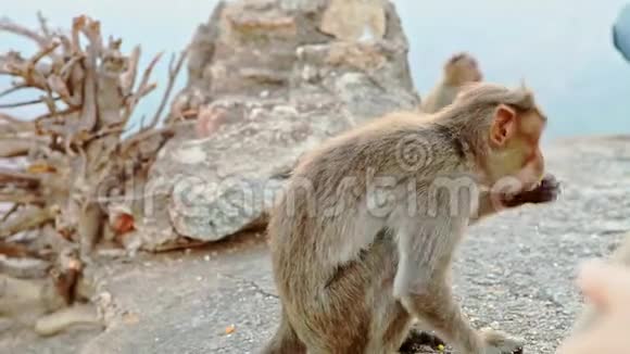 侧视搞笑小猴子吃食物和逃跑视频的预览图