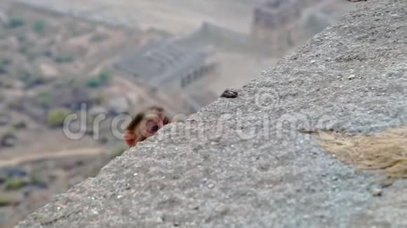 小猴子躲在石头后面看着视频的预览图