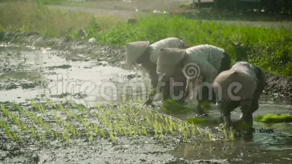 农民正在种植水稻视频的预览图