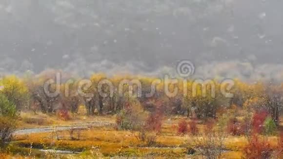 秋季的冬季天气大雪稳定地落在树木上11月是甘南视频的预览图