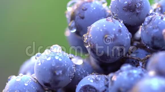 葡萄用于生产葡萄酒的黑葡萄120英尺宏观射击视频的预览图