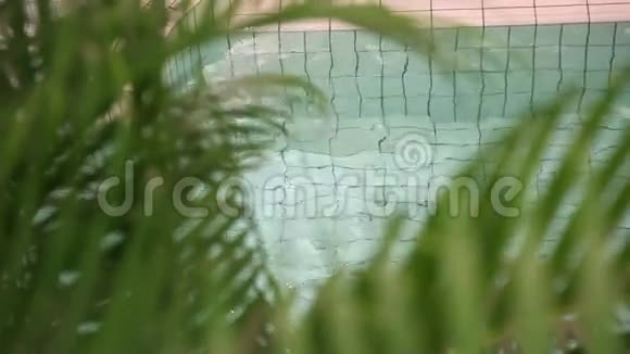 棕榈树靠近游泳池视频的预览图