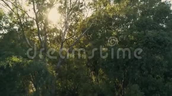 太阳在树后面偷看在森林里日落森林里的阳光视频的预览图
