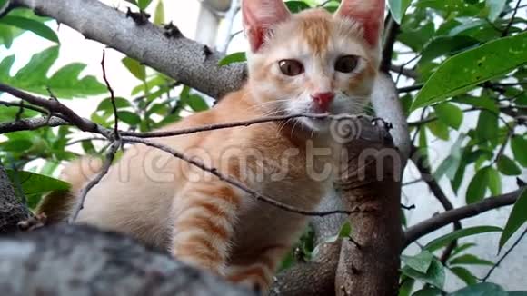 一只橙色的猫在树上嬉戏在树枝下靠近视频的预览图