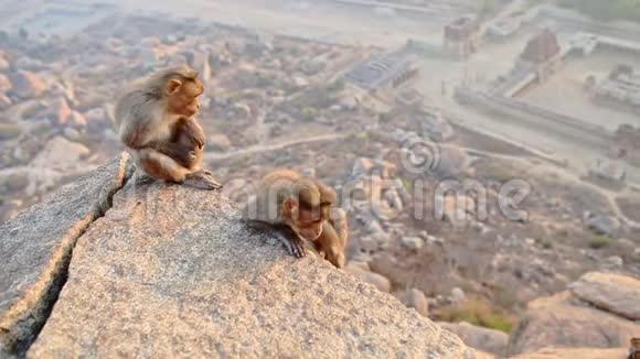 小灰猴子坐在悬崖上观看城市废墟视频的预览图