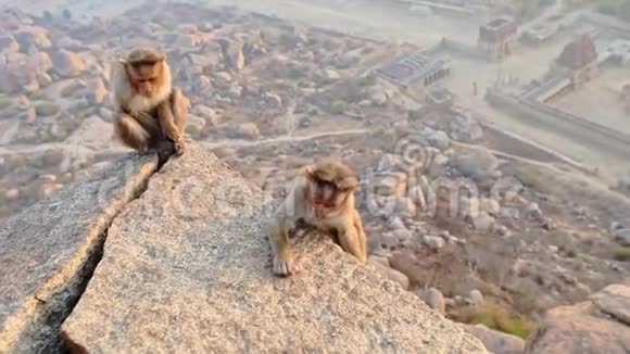 特写两只猴子坐在石头上搜索食物残渣视频的预览图